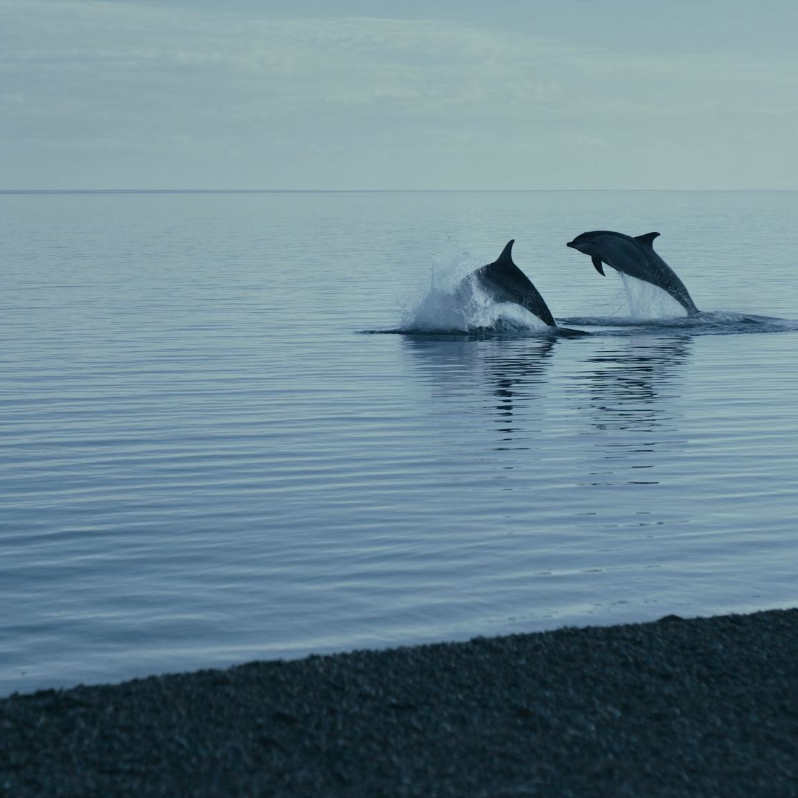 Spey Bay dolphins